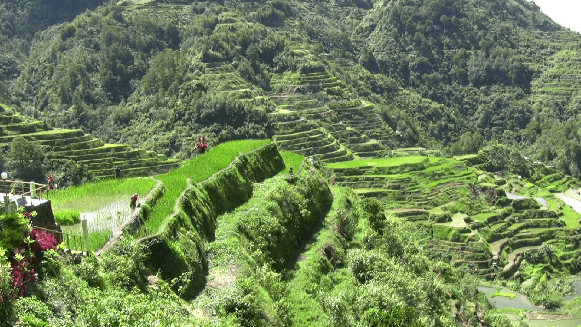 Banaue Rice Terraces Wallpapers