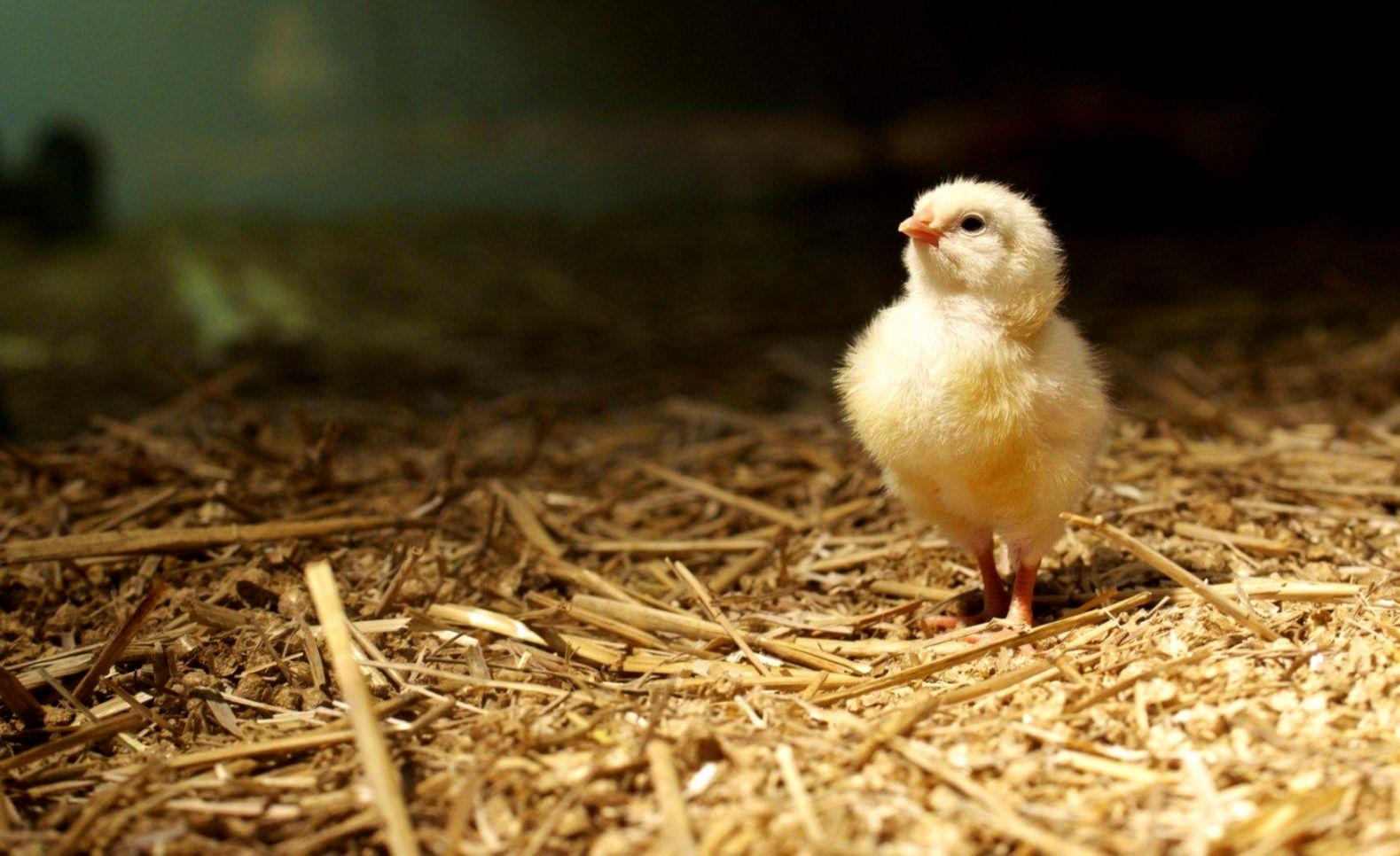 Chick Look Hd Wallpapers