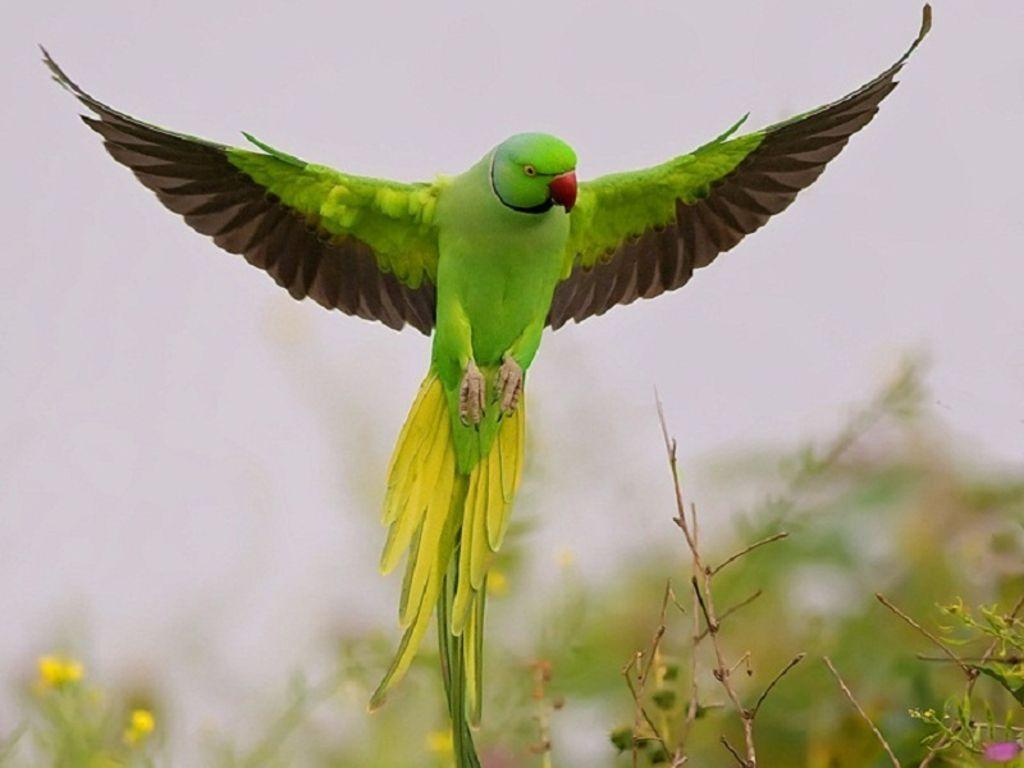 Parrot Wallpapers