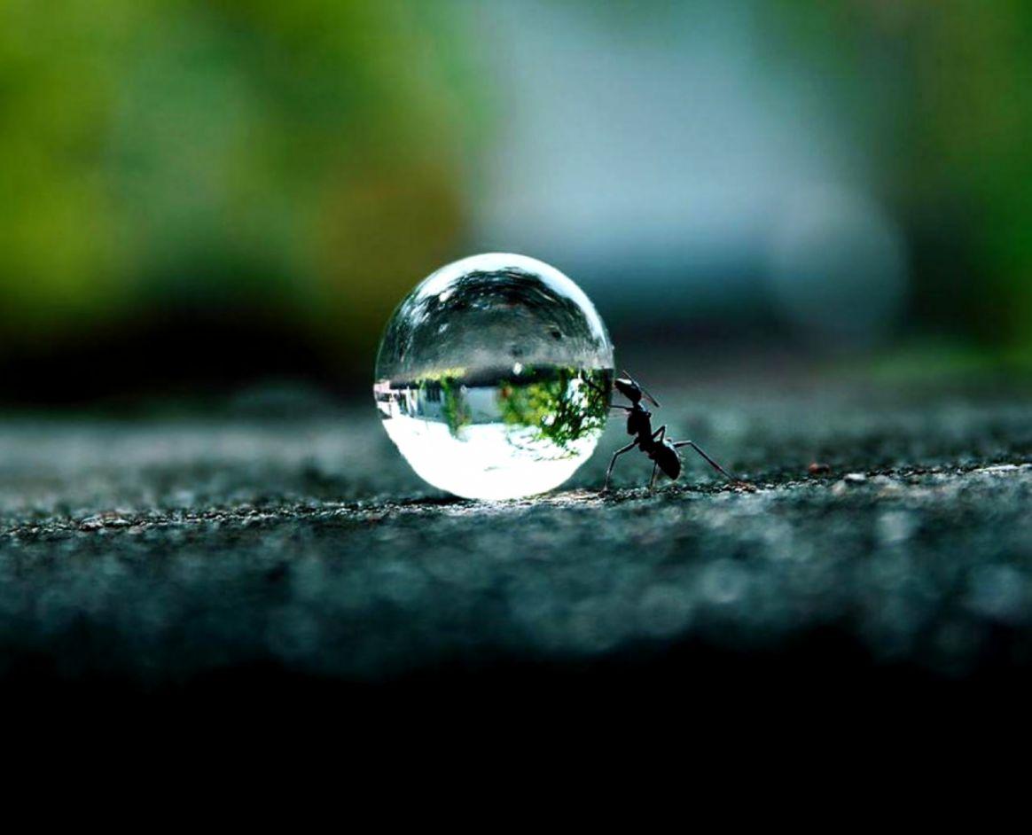 Ant Wallpapers