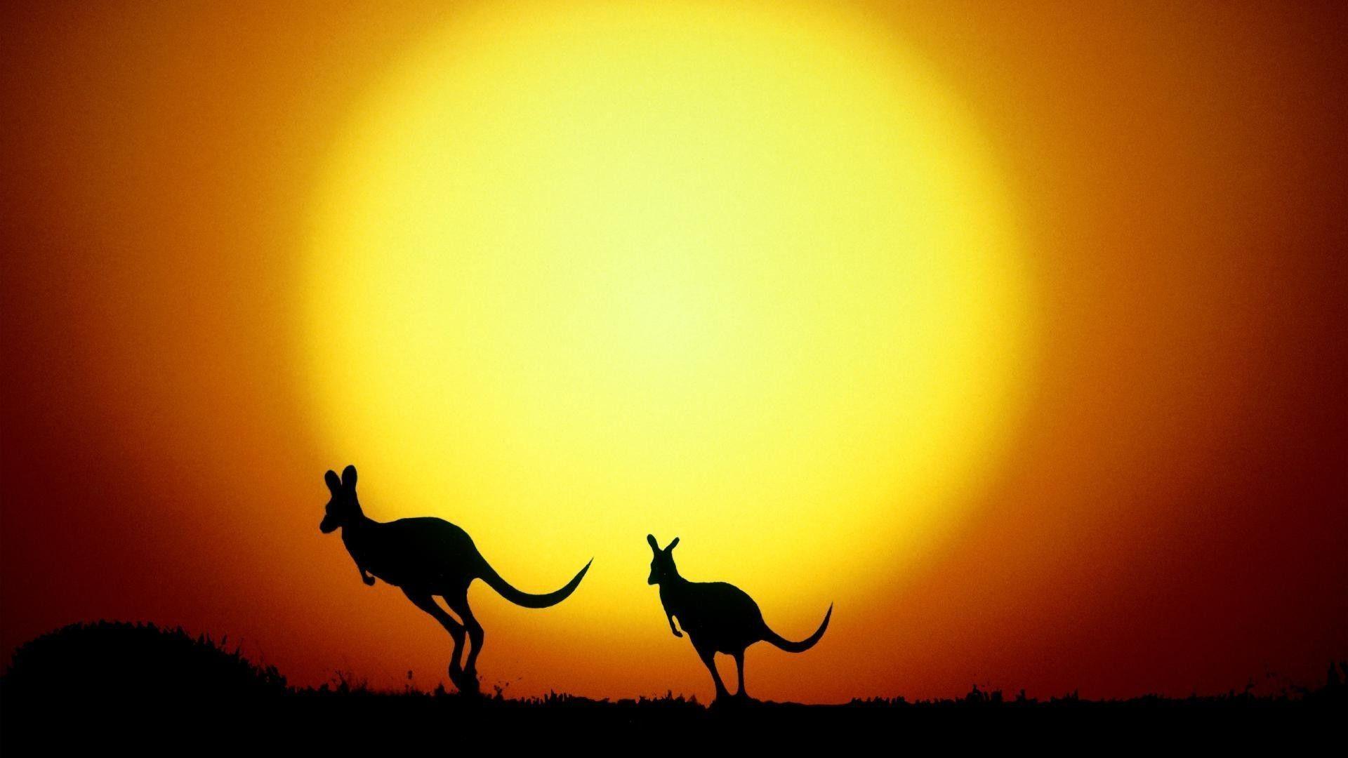 Kangaroo silhouettes Wallpapers #