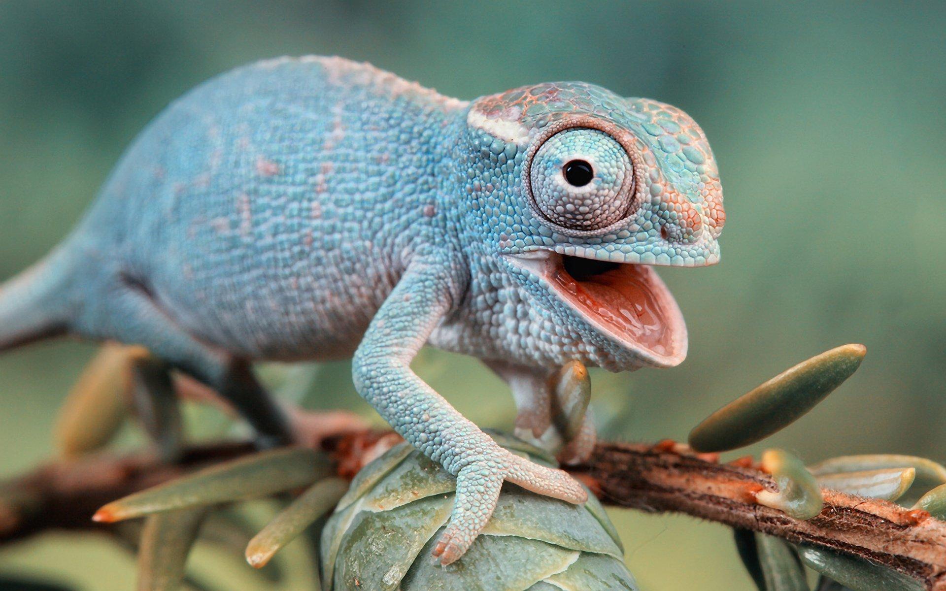 Chameleon HD Wallpapers