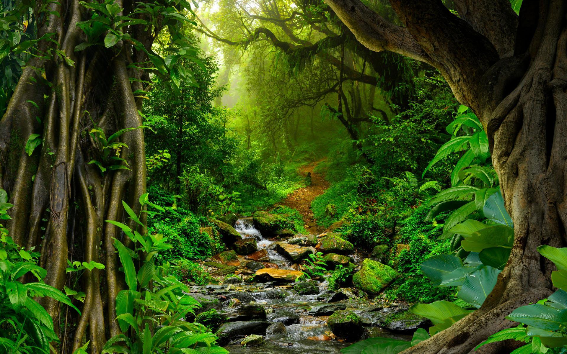 Amazon Rainforest Wallpapers