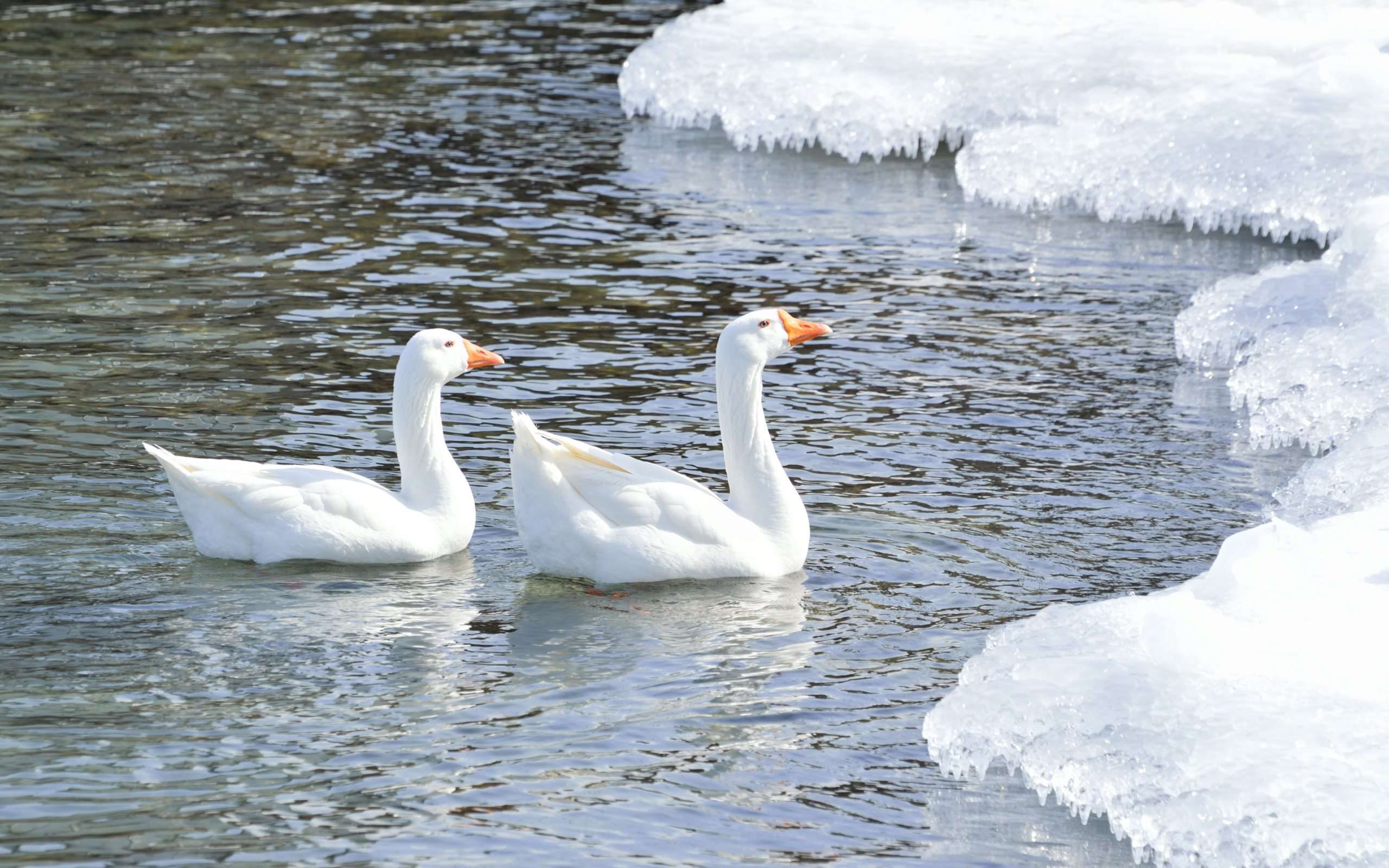 Smiling Goose