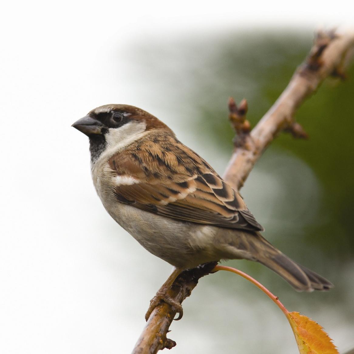 Animals Sparrow px – 100% Quality HD Wallpapers