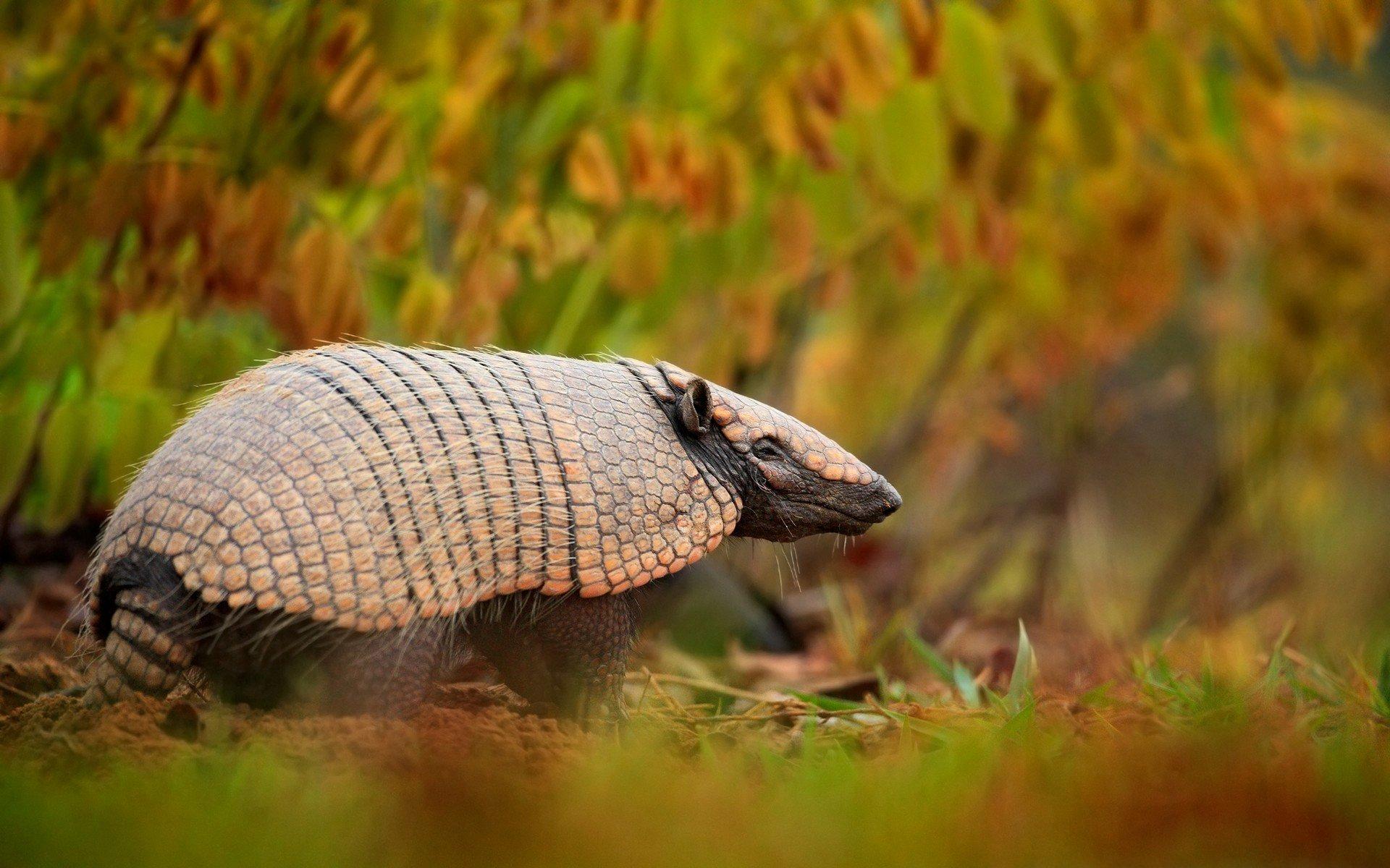 Armadillo HD Wallpapers