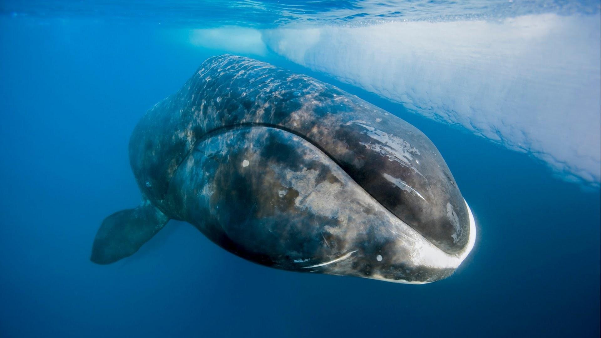 Bowhead Whale