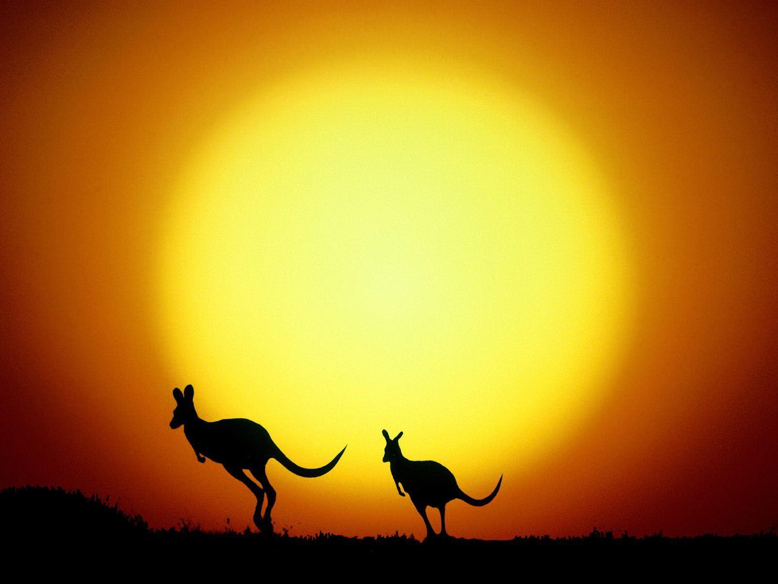 Kangaroo In Sunset HD Desktop Wallpaper, Instagram photo, Backgrounds