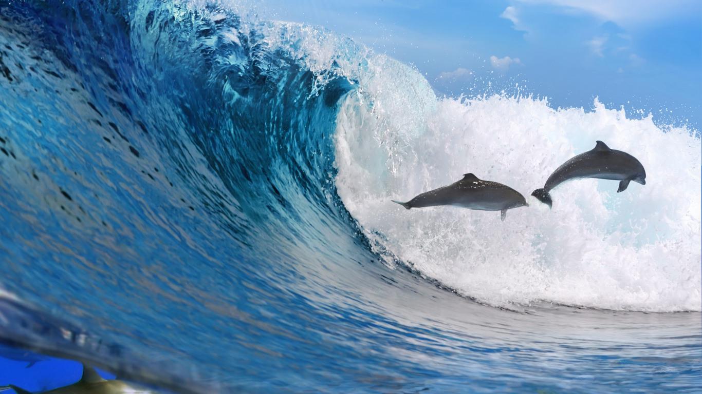 Best 47+ Oceanic Dolphin Wallpapers on HipWallpapers