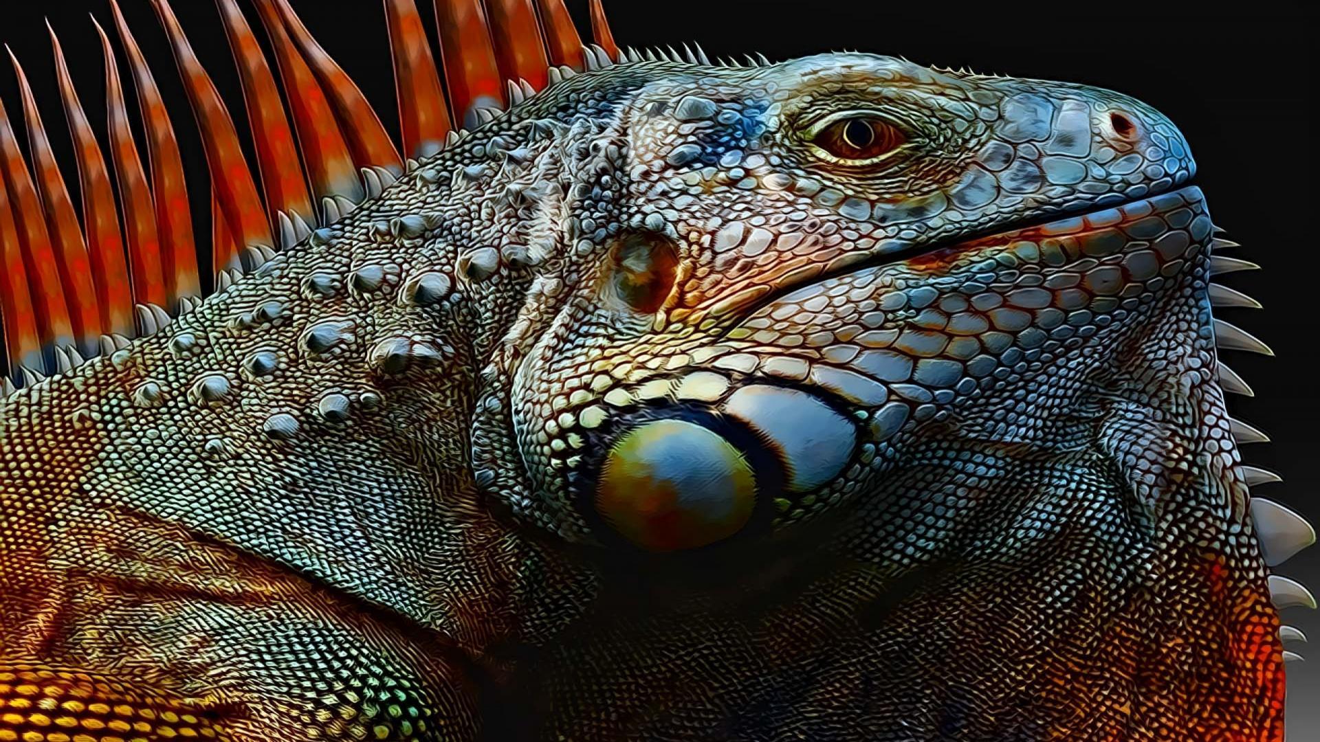 Iguana Wallpapers 1