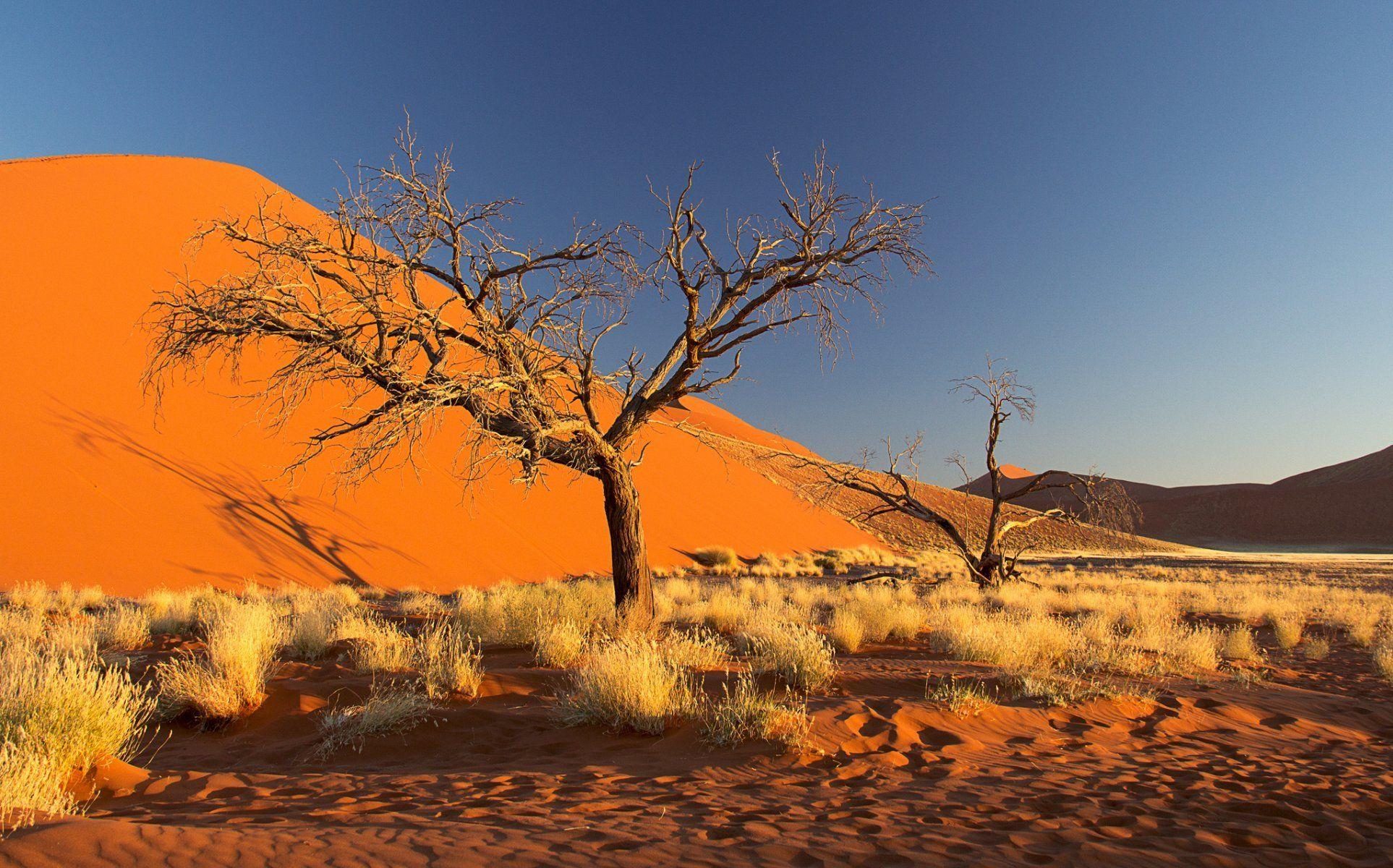 namibia africa namib desert sky dune sand tree bush HD wallpapers