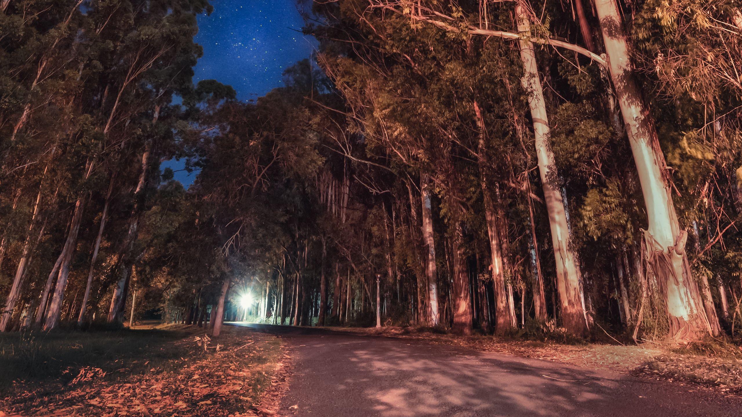 Download wallpapers trees, night, stars, road, parana