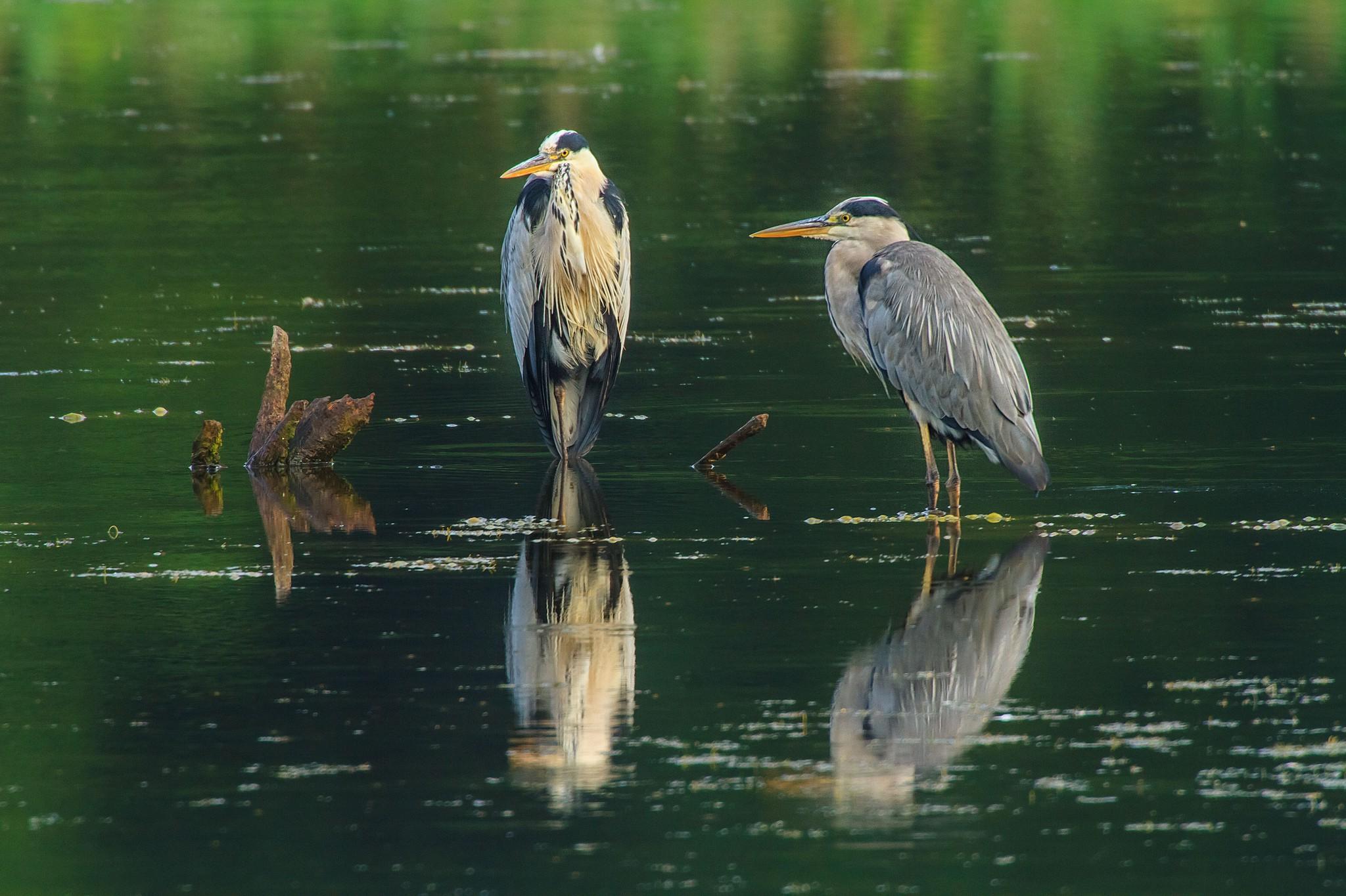 animals, Nature, Herons, Birds, Water Wallpapers HD