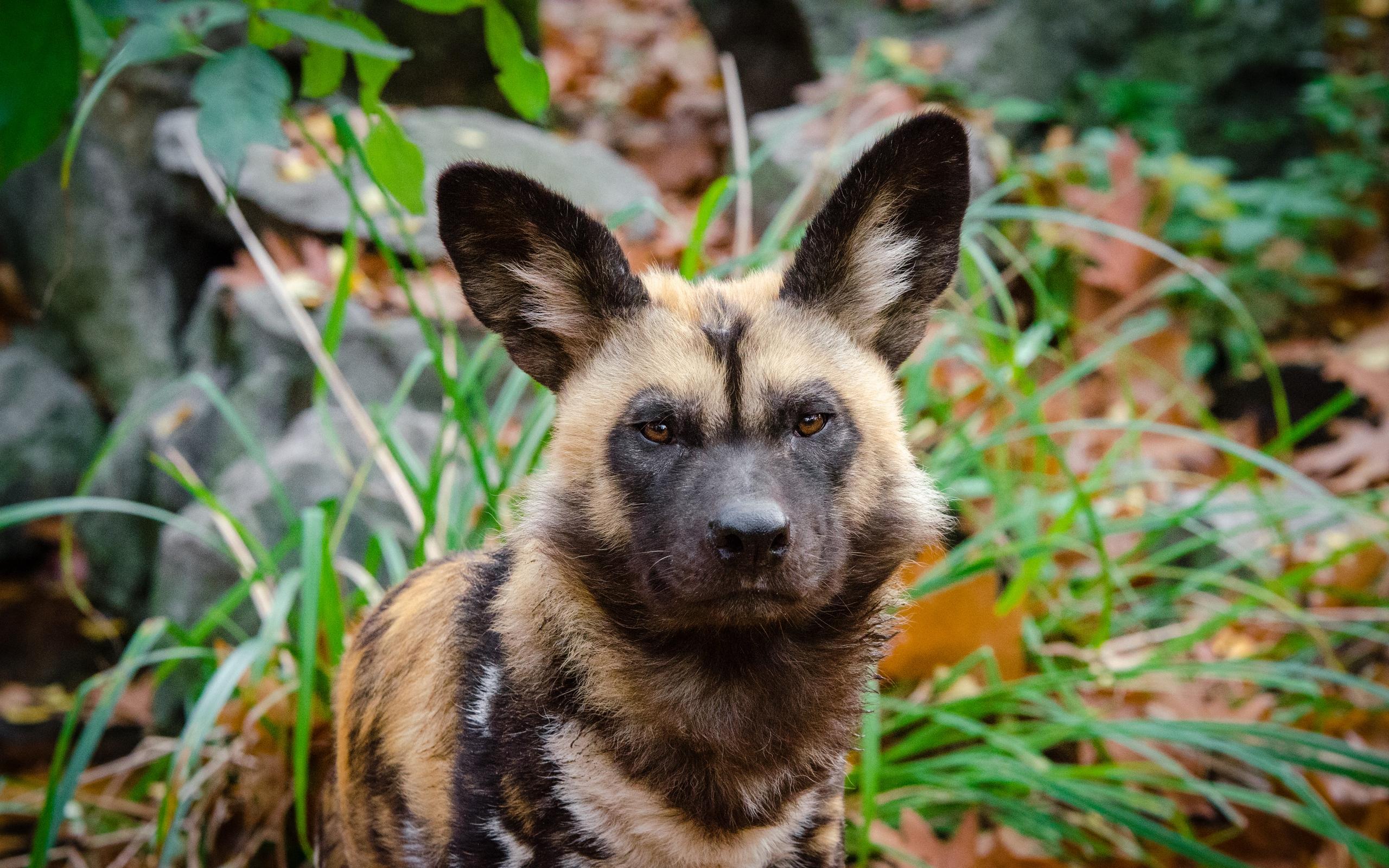 Download wallpapers african wild dog, predator