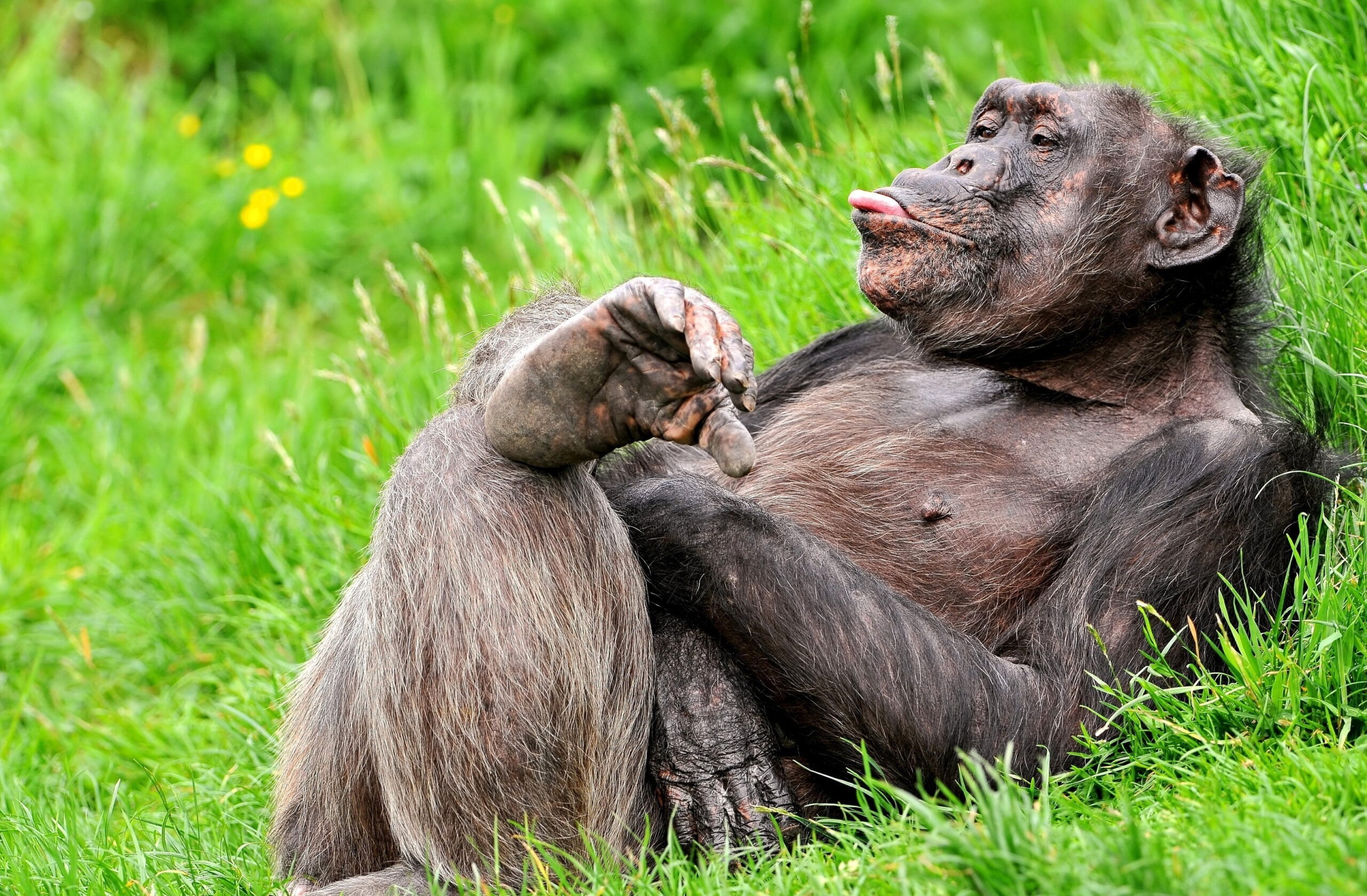 Lying Chimpanzee sticking tongue out HD wallpapers