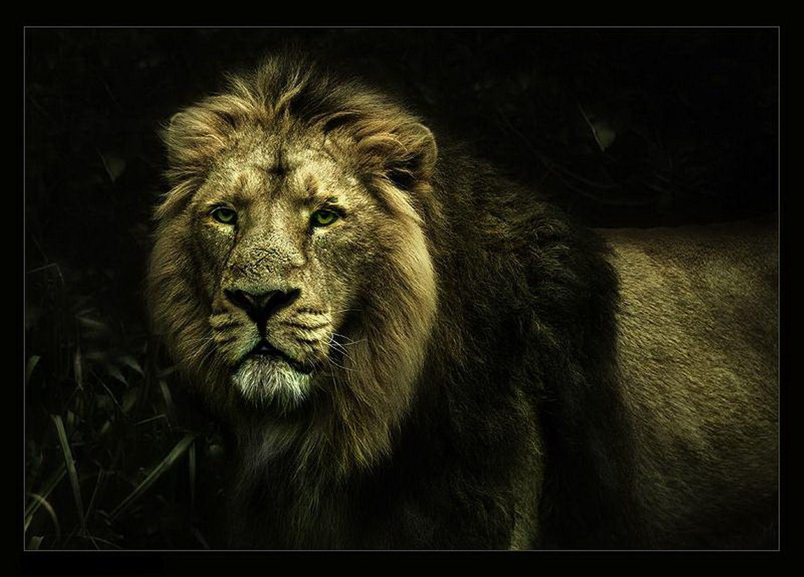 lion wallpapers