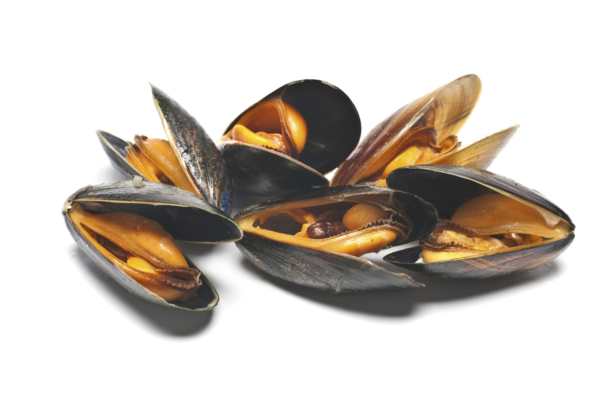 Mussels wallpapers, Food, HQ Mussels pictures