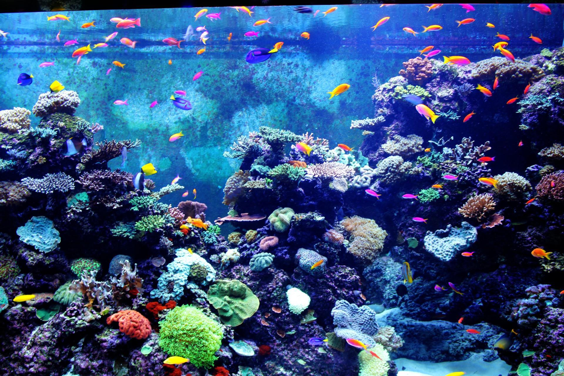 Aquarium Wallpapers ,