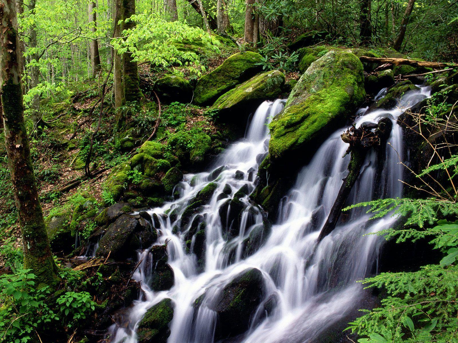 the Rain, Tremont Area, Great Smoky Mountains National Park, Tennessee