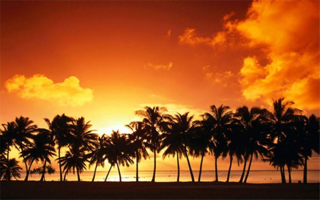 Palm Tree Sunset Backgrounds Desktop Backgrounds