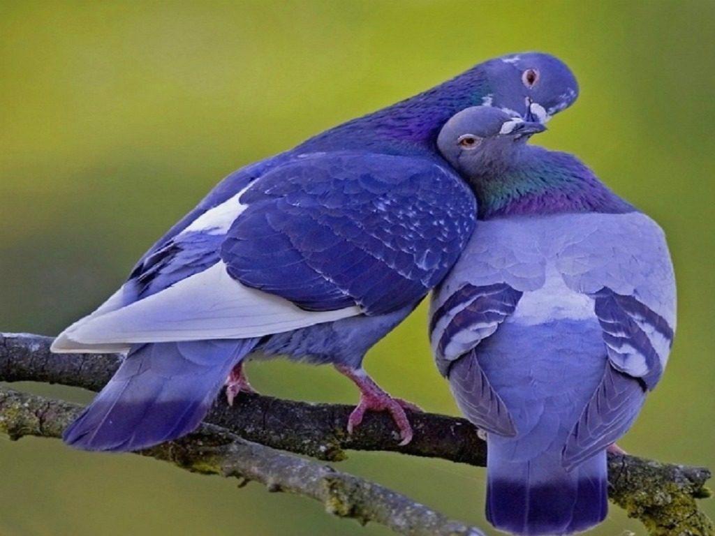 Pigeon Colorful HD Image Wallpapers Photos