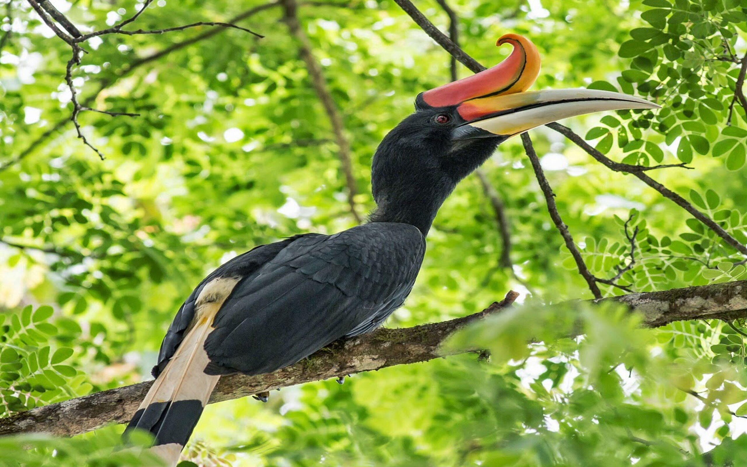 Rhinoceros Hornbill Wallpapers Hd : Wallpapers13