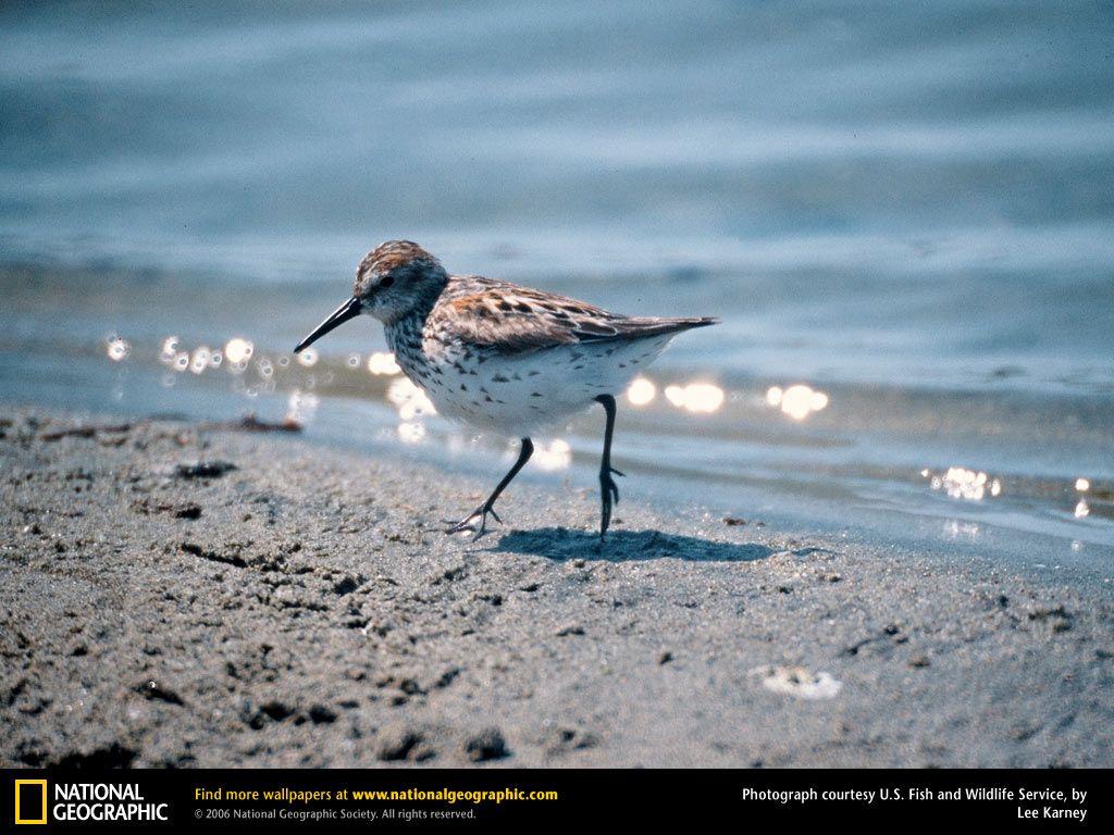 sandpiper image