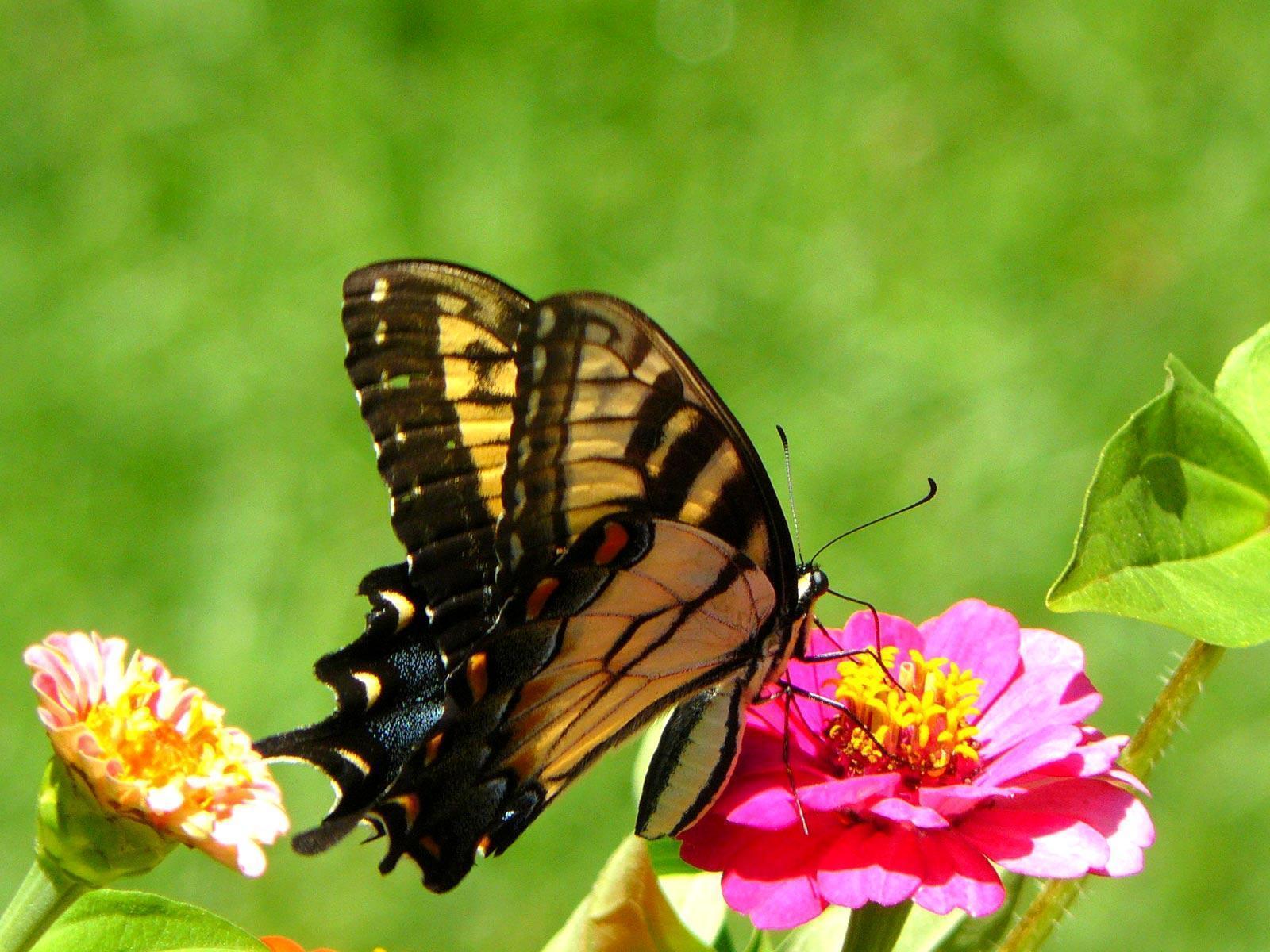 Butterfly HD Wallpapers