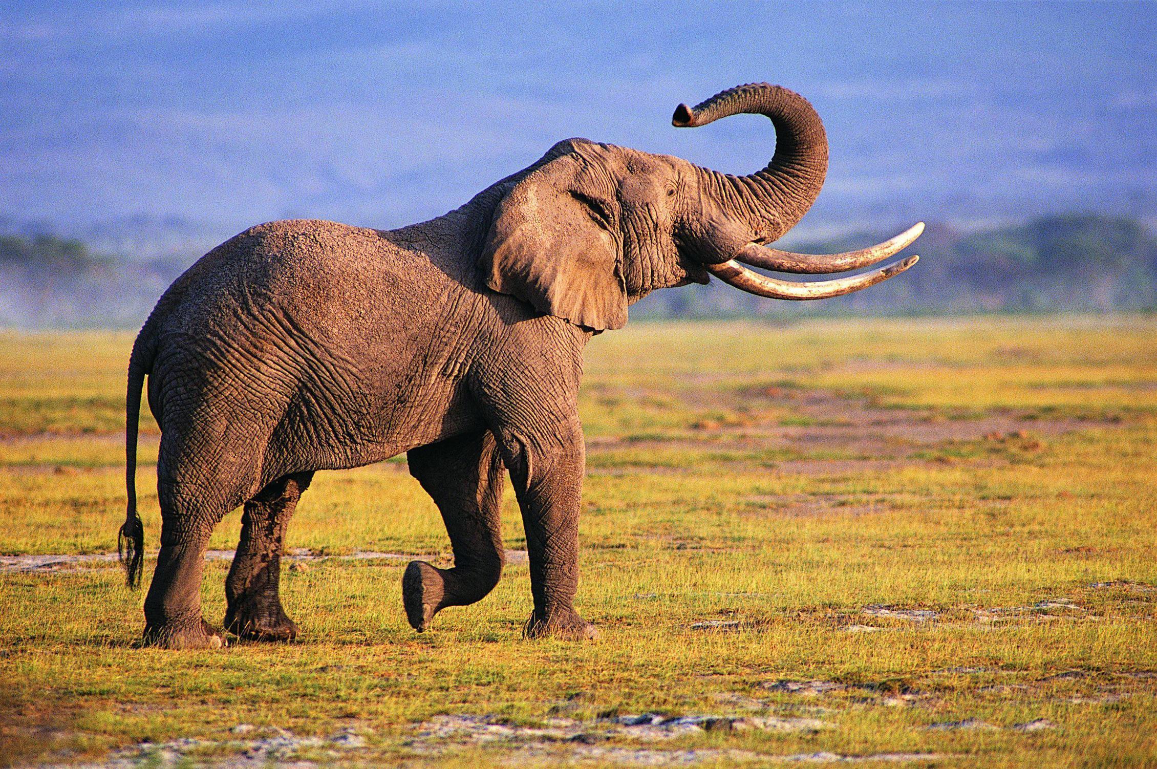 Photography Elephant Wallpapers Wallpapers