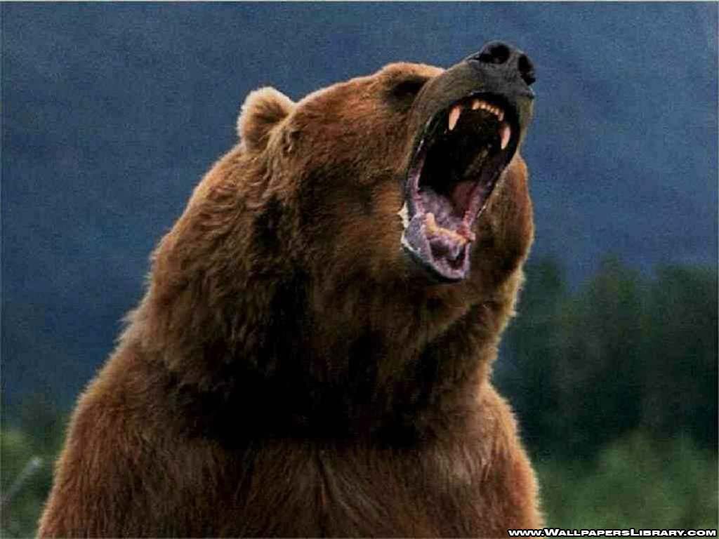 Wallpapers For > Grizzly Bear Roar Wallpapers