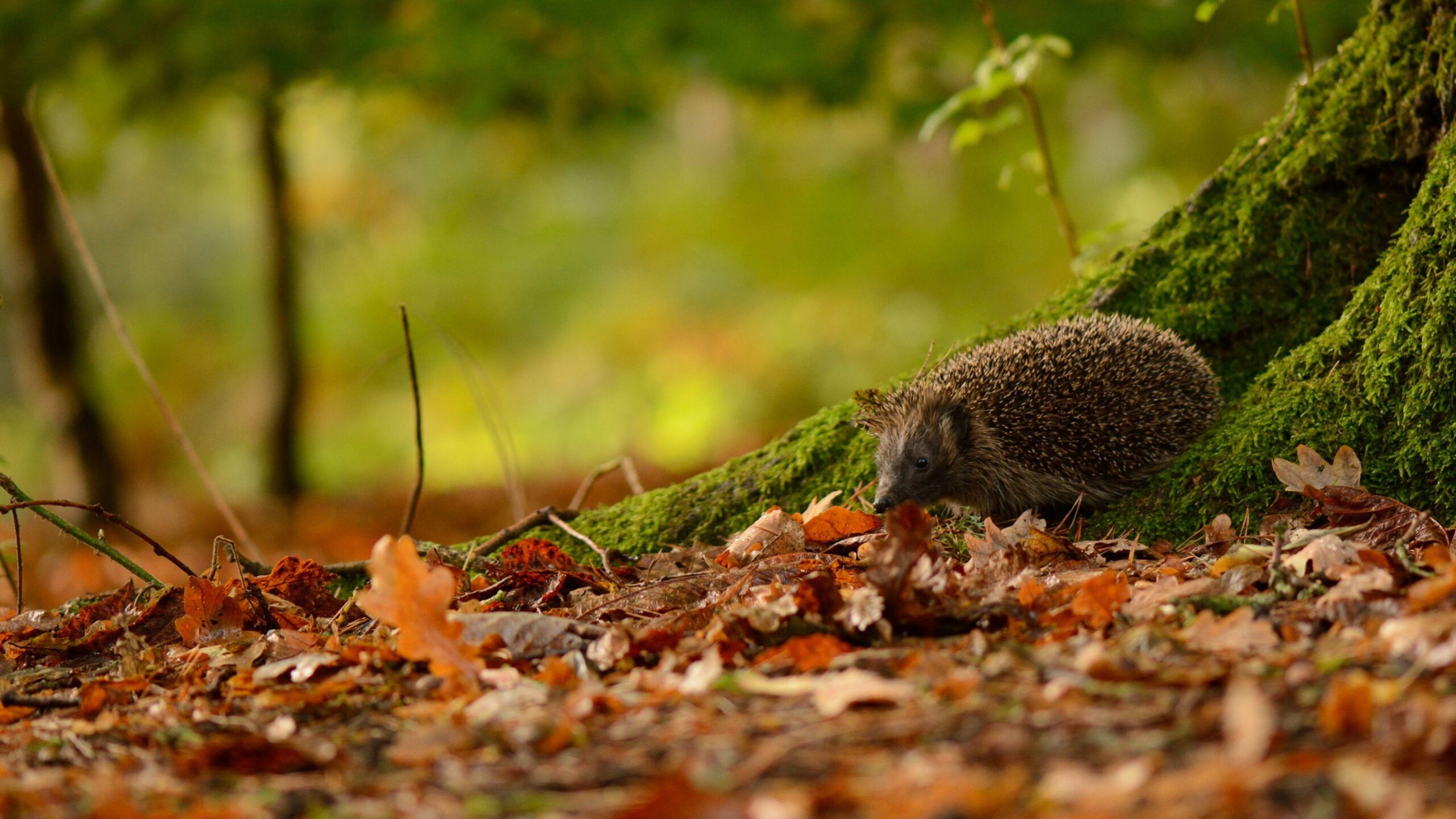 4K Hedgehogs Wallpapers High Quality