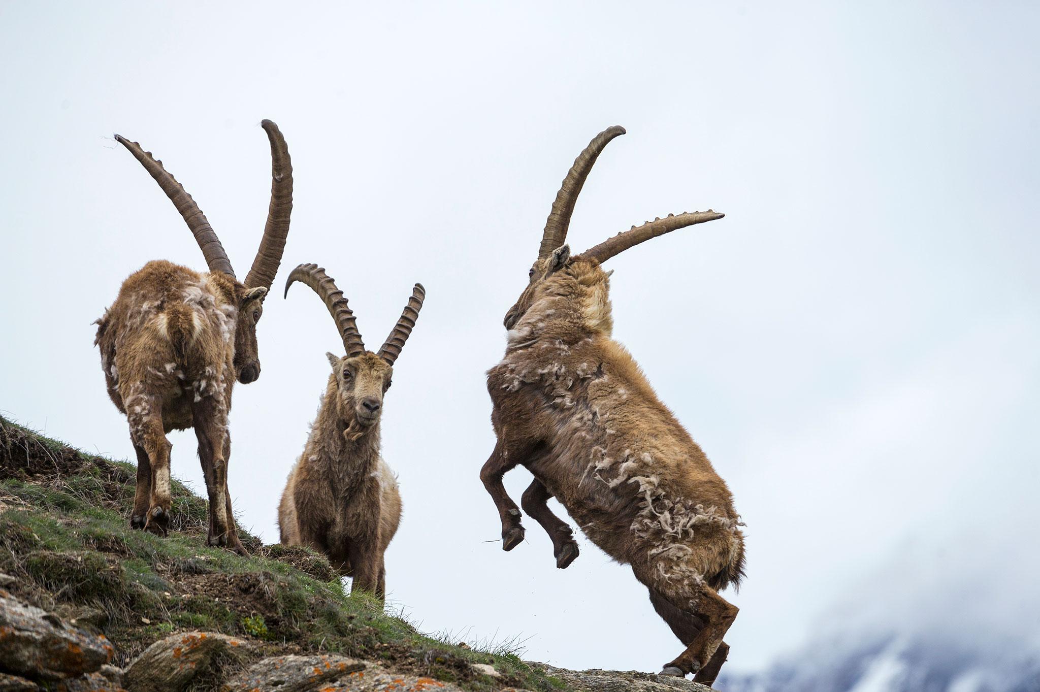 Bizarre Horns of the Animal Kingdom