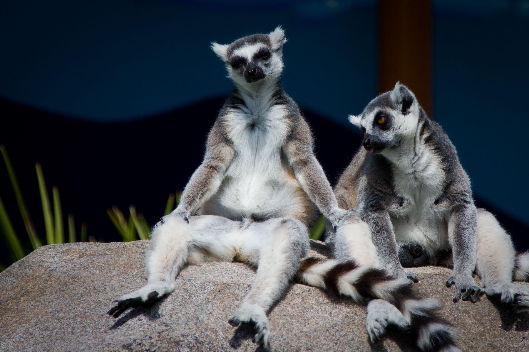 lemurs Wallpapers and Backgrounds