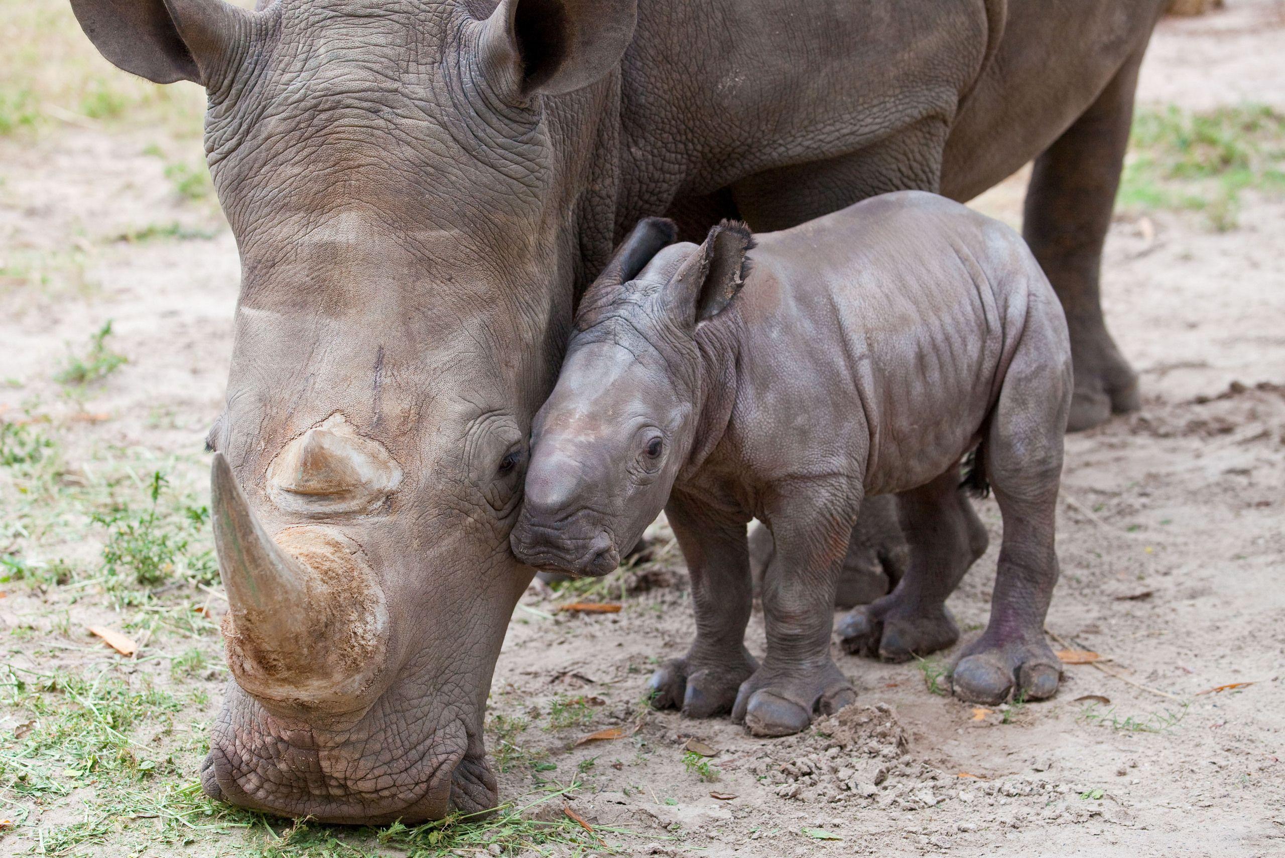 Javan Rhinoceros Wallpapers, Top 46 Quality Cool Javan Rhinoceros