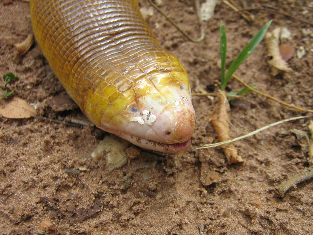 CalPhotos: Amphisbaena alba; Red Worm Lizard