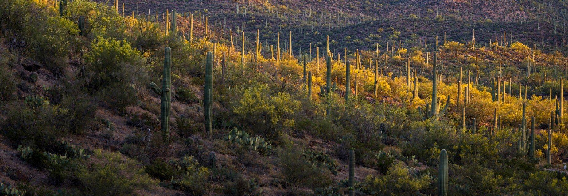 Saguaro National Park