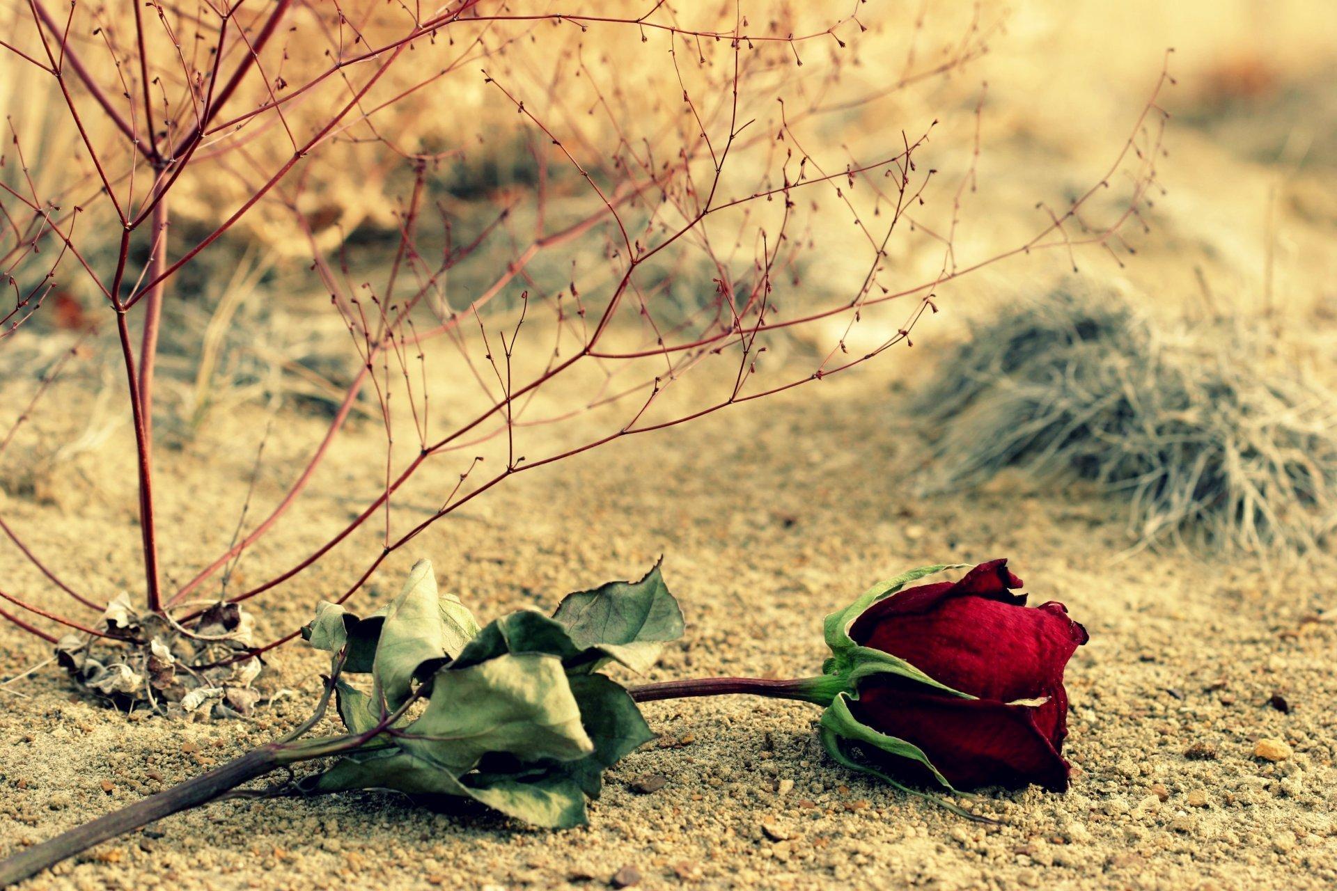 flower rose red rose leaves branches backgrounds wallpapers widescreen