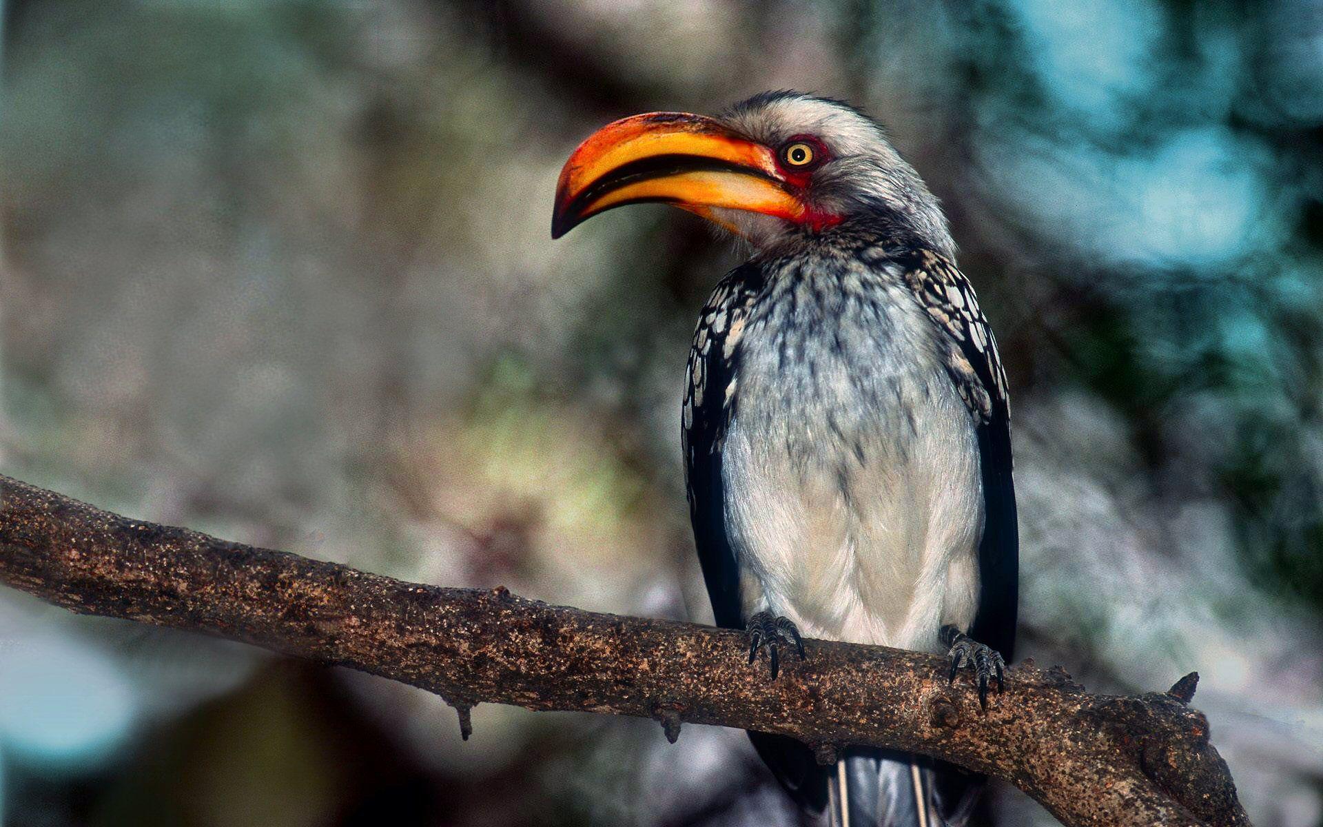 13 Hornbill HD Wallpapers