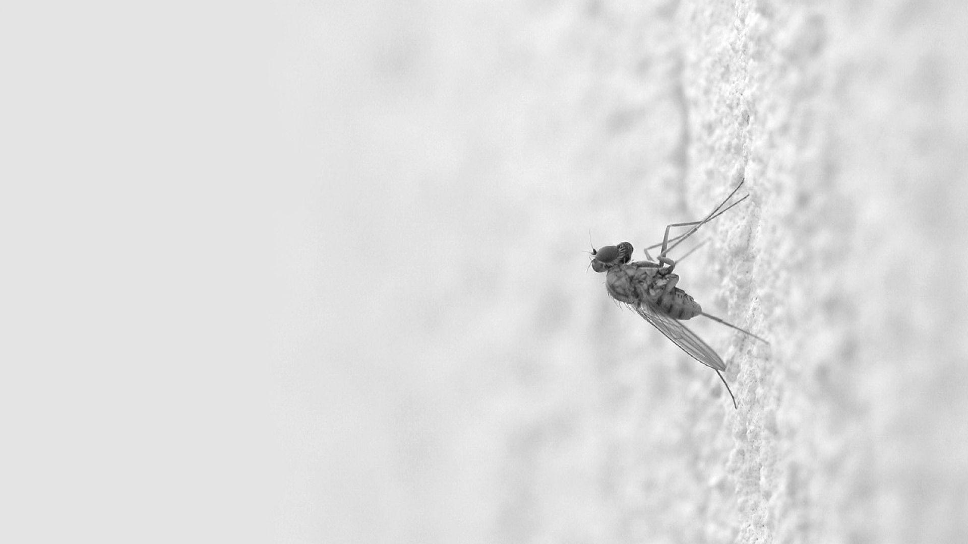 Download Wallpapers Mosquito, Insect, Surface, Creep