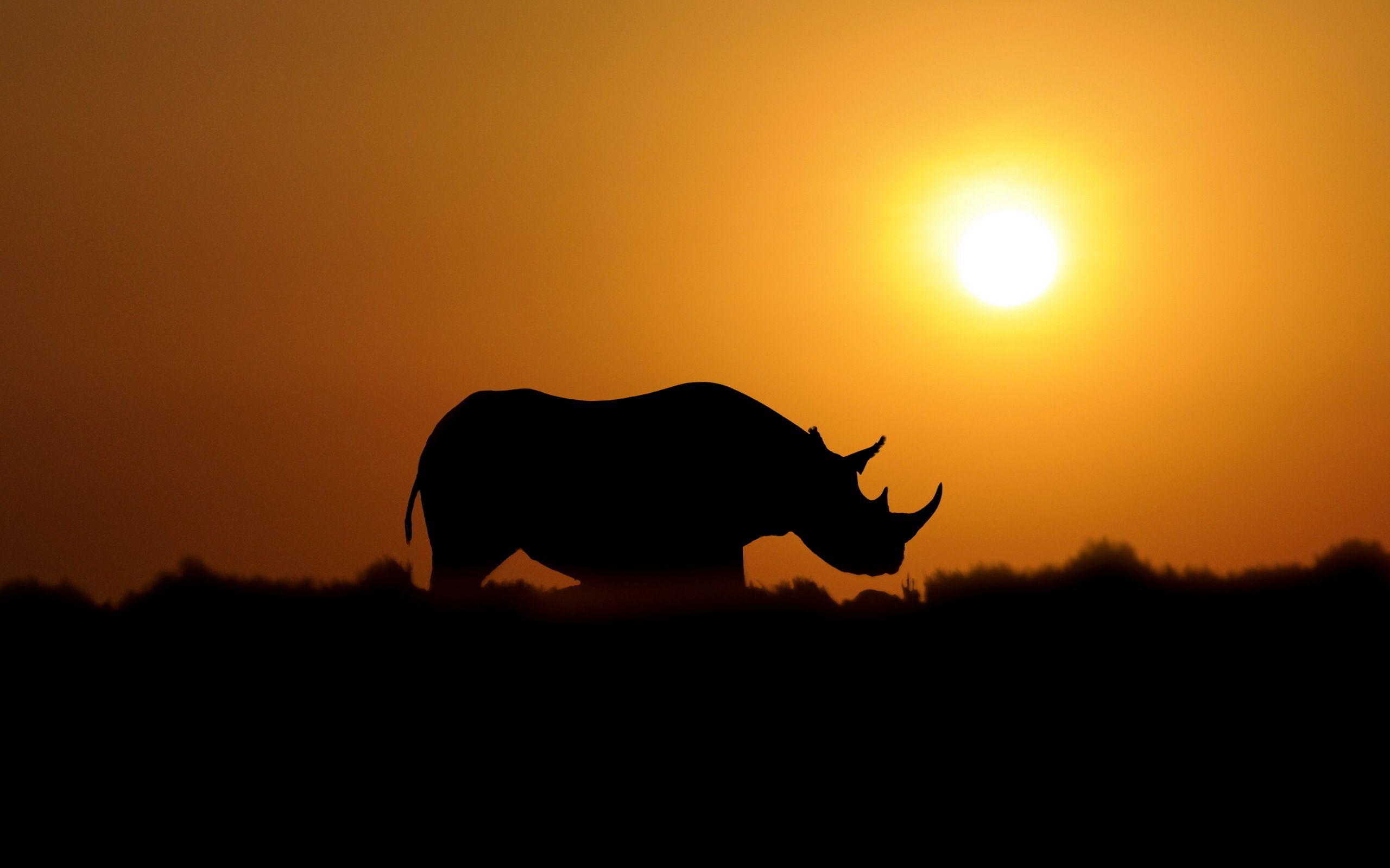 Sunset, Rhino, High, Definition, Wallpaper, Desktop, Backgrounds