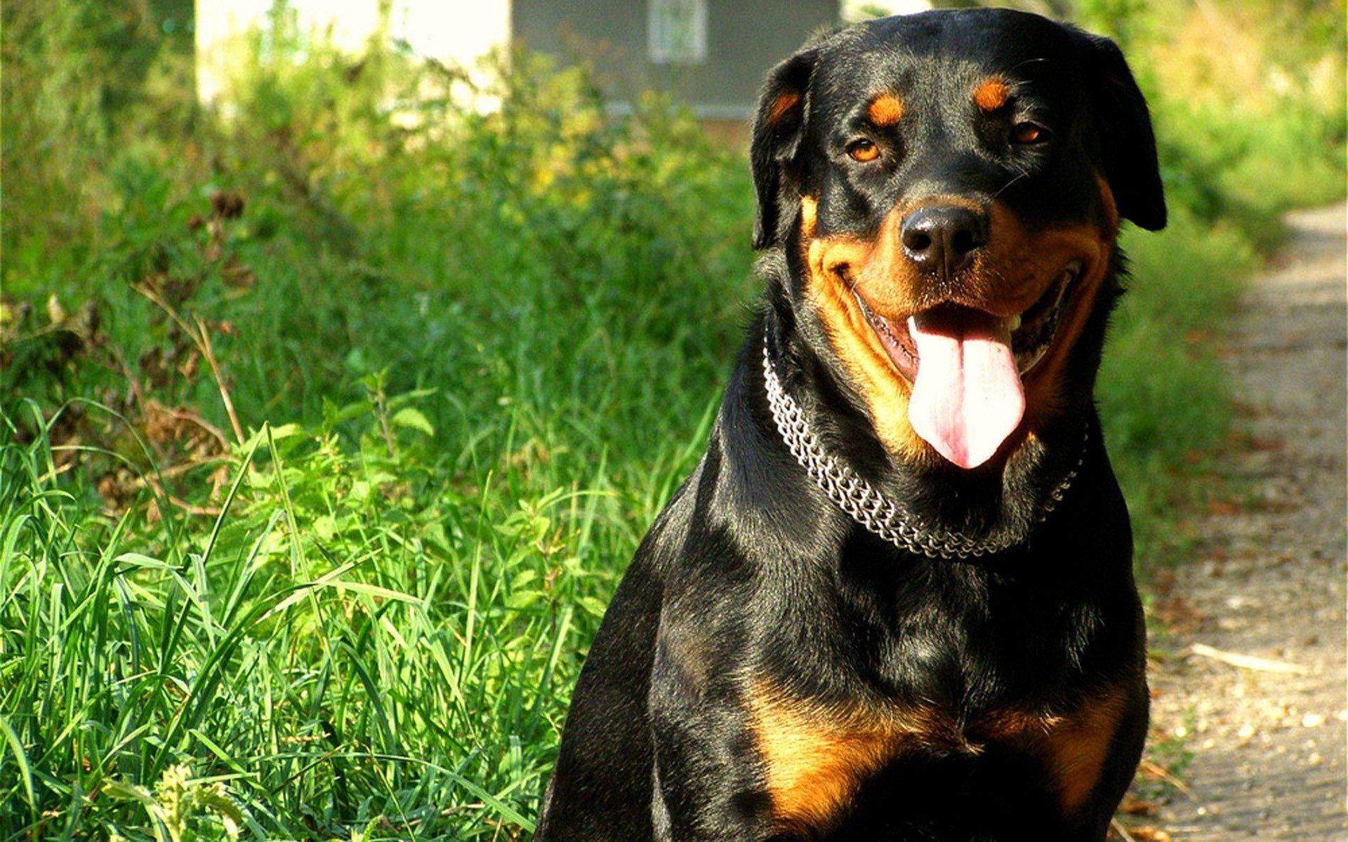 Rottweiler HD Wallpapers