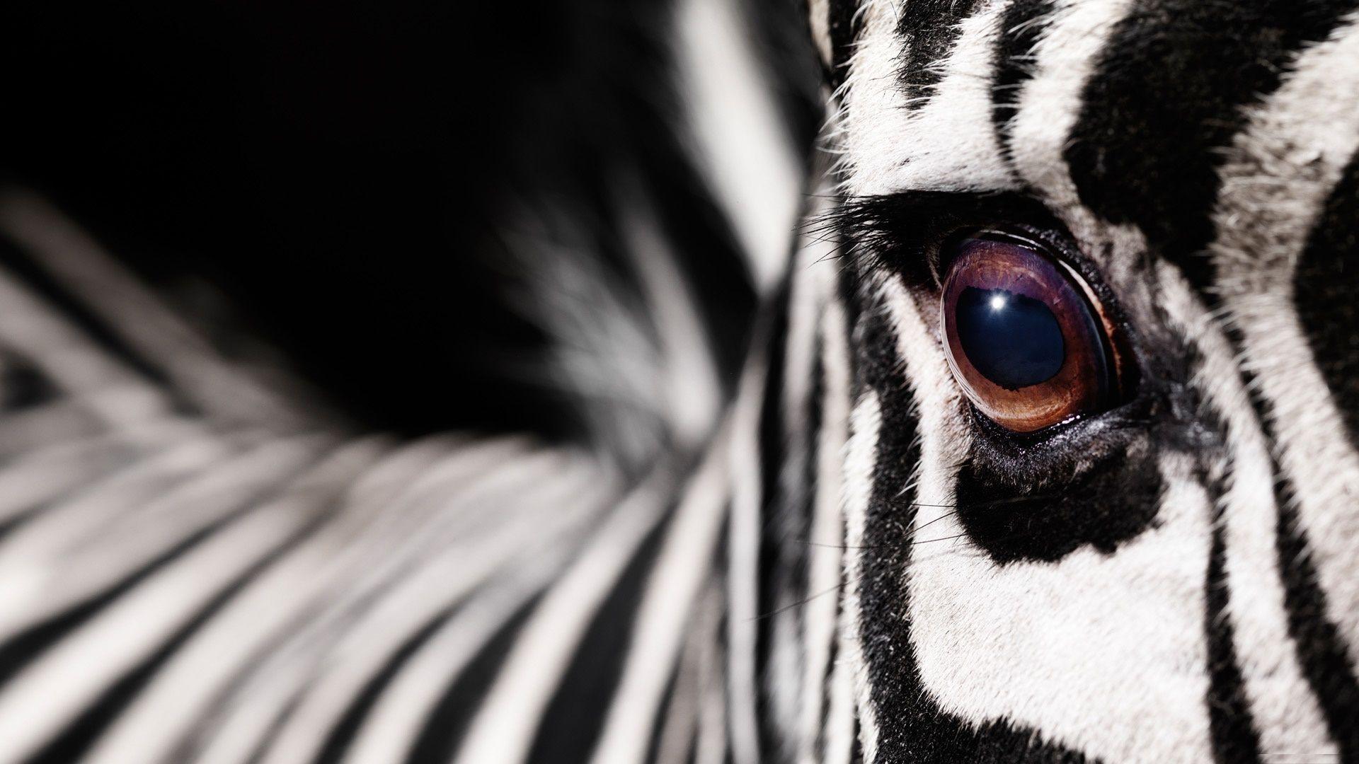 Download Zebra Wallpapers App Gallery 1920×1200 Zebra Image