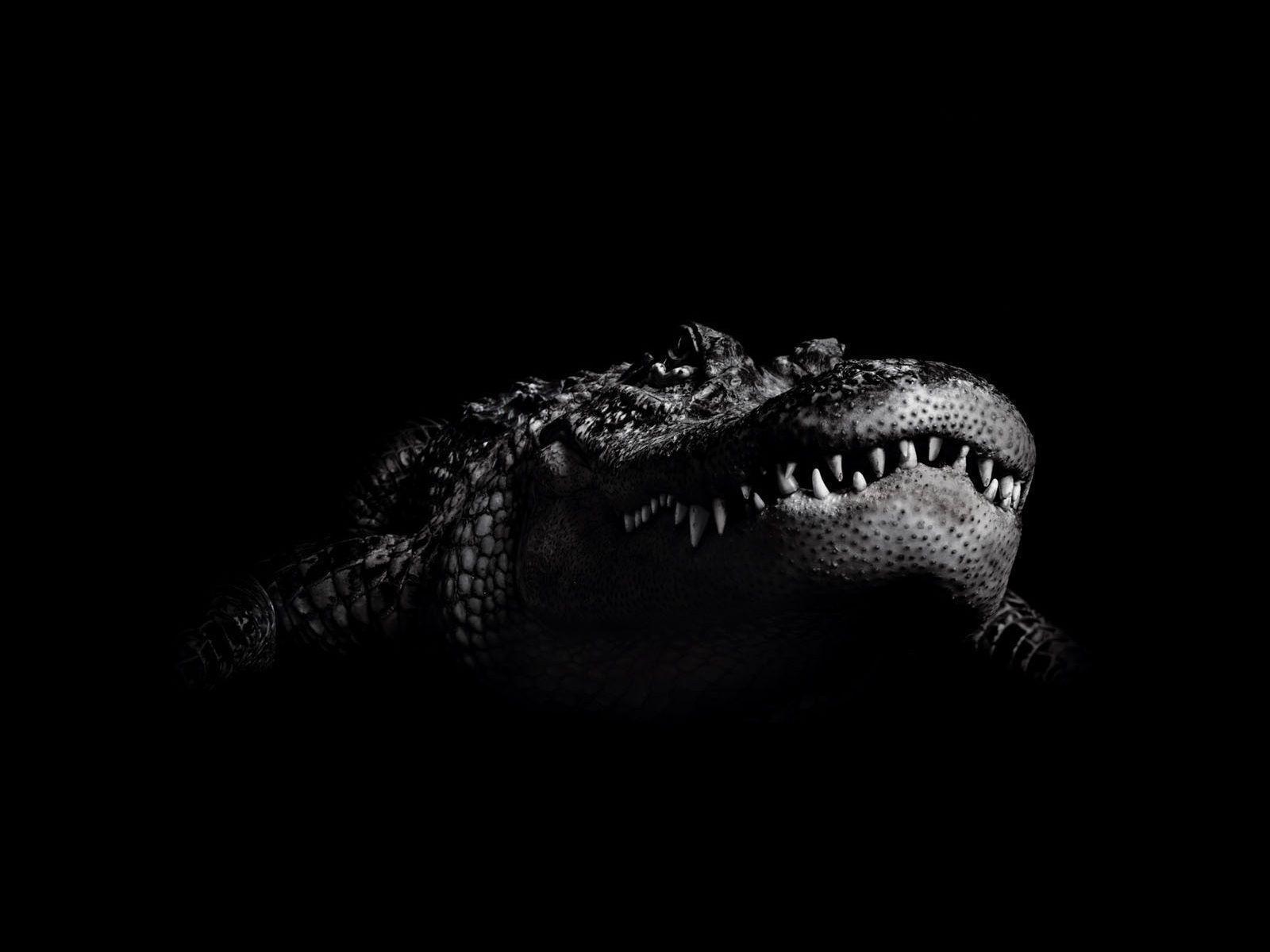 Crocodile Wallpapers 15