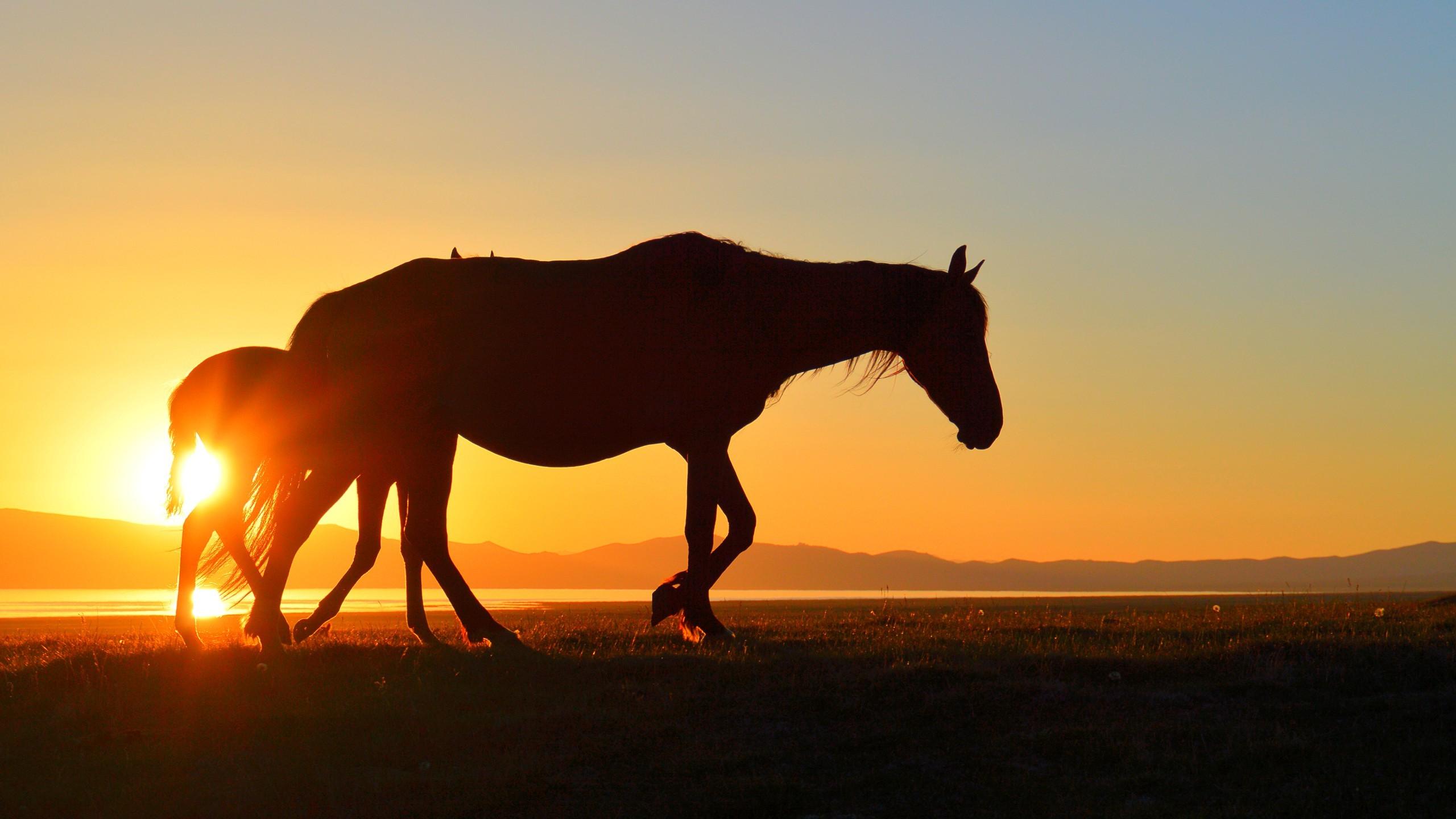 horse kyrgyzstan song kul sunset lake silhouette Wallpapers HD