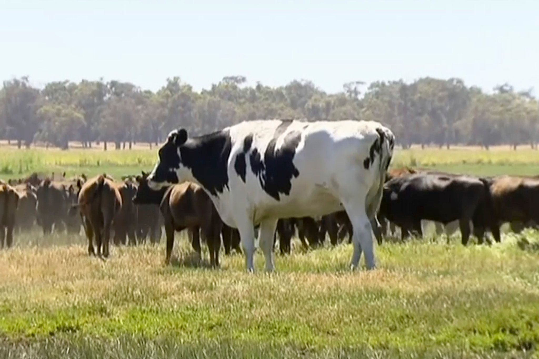 What Makes Knickers the Steer