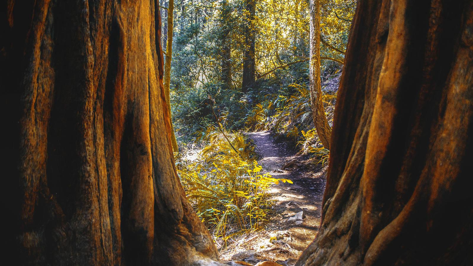 Muir Woods · National Parks Conservation Association