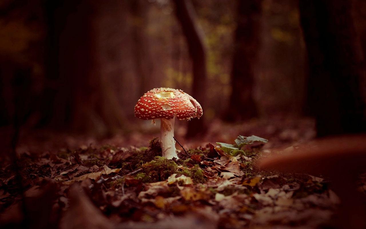 Mushrooms Wallpapers