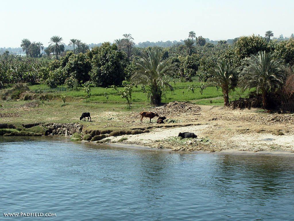 River’s Edge: Nile River, Egypt Photographs Moses, Joseph Free for