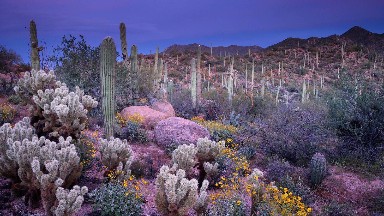 Saguaro · National Parks Conservation Association