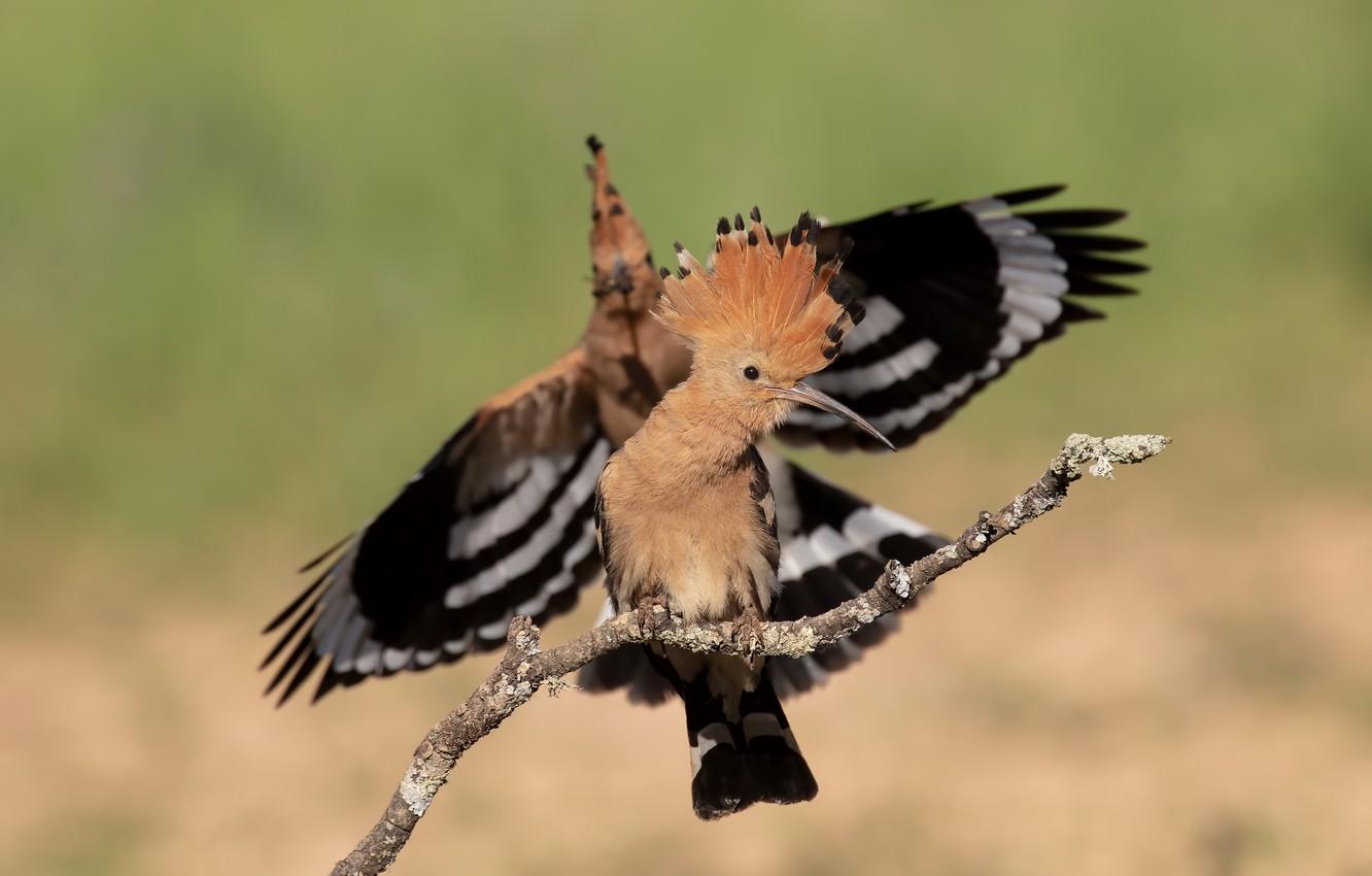 Wallpapers birds, pose, background, bird, two, wings, branch